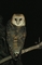 Barn Owl picture