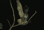 Great Horned Owl picture