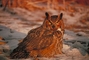 Great Horned Owl picture