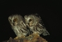 Saw-Whet Owl picture