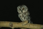 Saw-Whet Owl picture