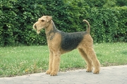 Airedale Magnet