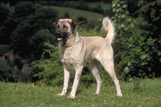 Anatolian shepherd dog Coffee Mug