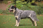 Australian cattle dog Coffee Mug