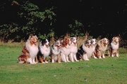 Australian sheepdog Poster