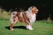 Australian shepherd dog Magnet