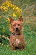 Australian terrier T-Shirt