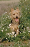 Australian terrier Poster