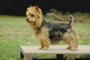 Australian terrier Poster