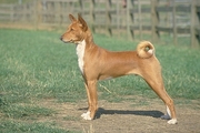 Basenji Poster