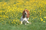 Basset hound Poster