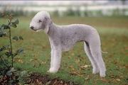 Bedlington terrier Poster