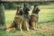 Belgian sheepdog Magnet