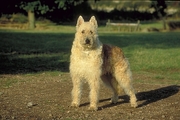 Belgian sheepdog Poster