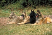 Belgian sheepdog Poster