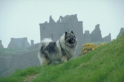 Ben keeshond Poster