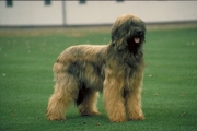 Briard Poster