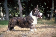 Cardigan corgi Magnet