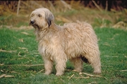 Catalan shepherd dog Poster