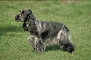 Cocker spaniel Poster