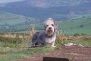 Dandie dinmont Poster