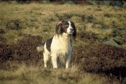 English springer spaniel Poster