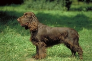 Field spaniel T-Shirt