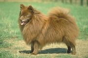 German spitz Magnet