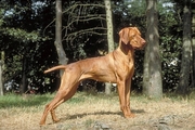 Hungarian Vizla Poster