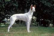 Ibizan hound Poster