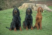 Irish setter Magnet