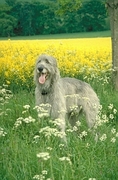 Irish wolfhound Poster