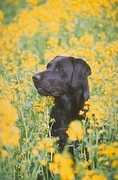 Labrador Magnet