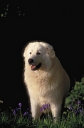 Maremma Magnet