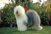 Old English sheepdog Magnet