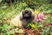 Pekinese Poster