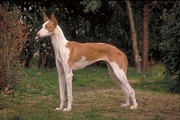 Podenco ibicenco Poster