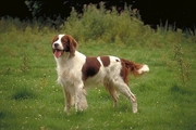 Red and white setter Poster