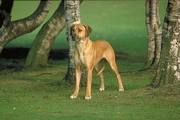 Rhodesian ridgeback Poster