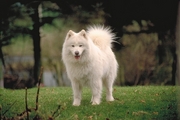 Samoyed Coffee Mug