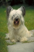 Skye terrier Magnet