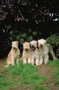 Soft-coated wheatan terrier Coffee Mug