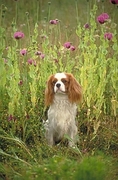 Spaniel Poster