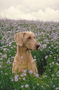 Weimaraner T-Shirt