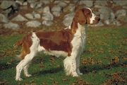 Welsh springer spaniel Magnet