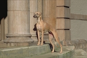 Whippet Poster