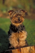 Yorkshire terrier Magnet