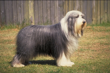 Bearded collie