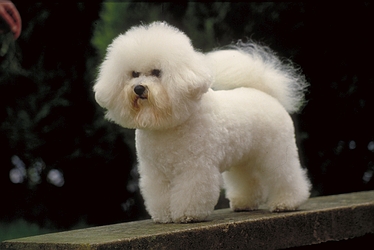 Bichon frise