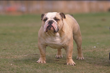 Bulldog